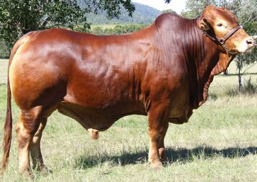 Bryvonlea Heck Hes Good Lot 621